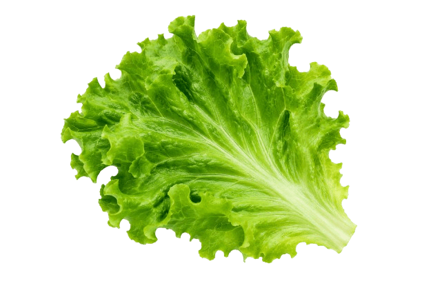 Fresh lettuce
